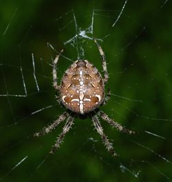 Close-up of spider and web against blurred background