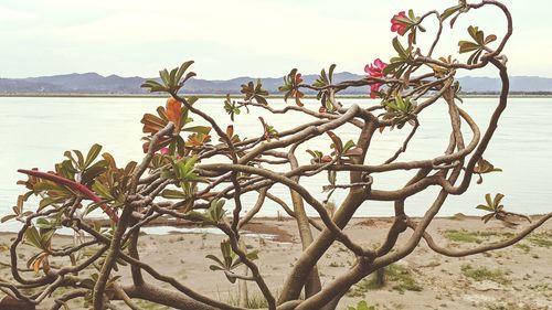 Close-up of plants at beach against sky