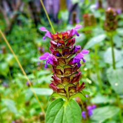 Close-up of purple flowers