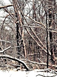 Low angle view of bare tree during winter