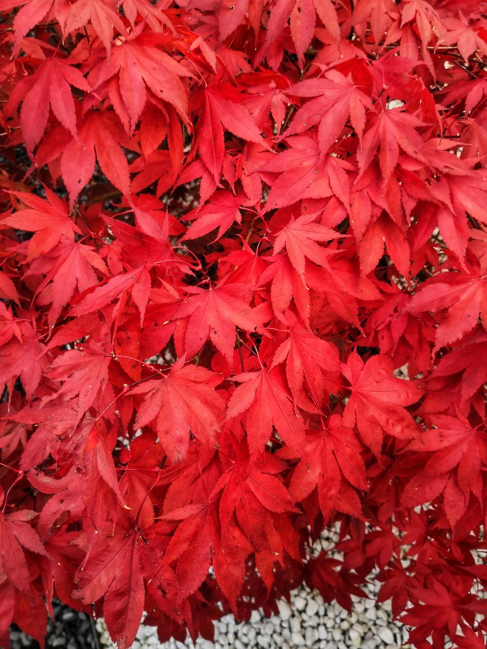 FULL FRAME SHOT OF MAPLE LEAVES