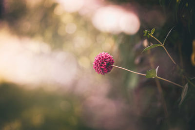 Close-up of pink flowering plant on field