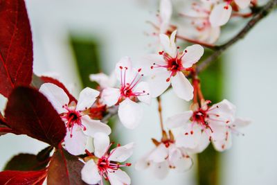 Close-up of cherry blossoms