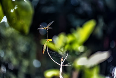 Close-up of insect on plant