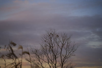 Low angle view of bare tree against sky at sunset