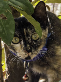 Close-up portrait of cat