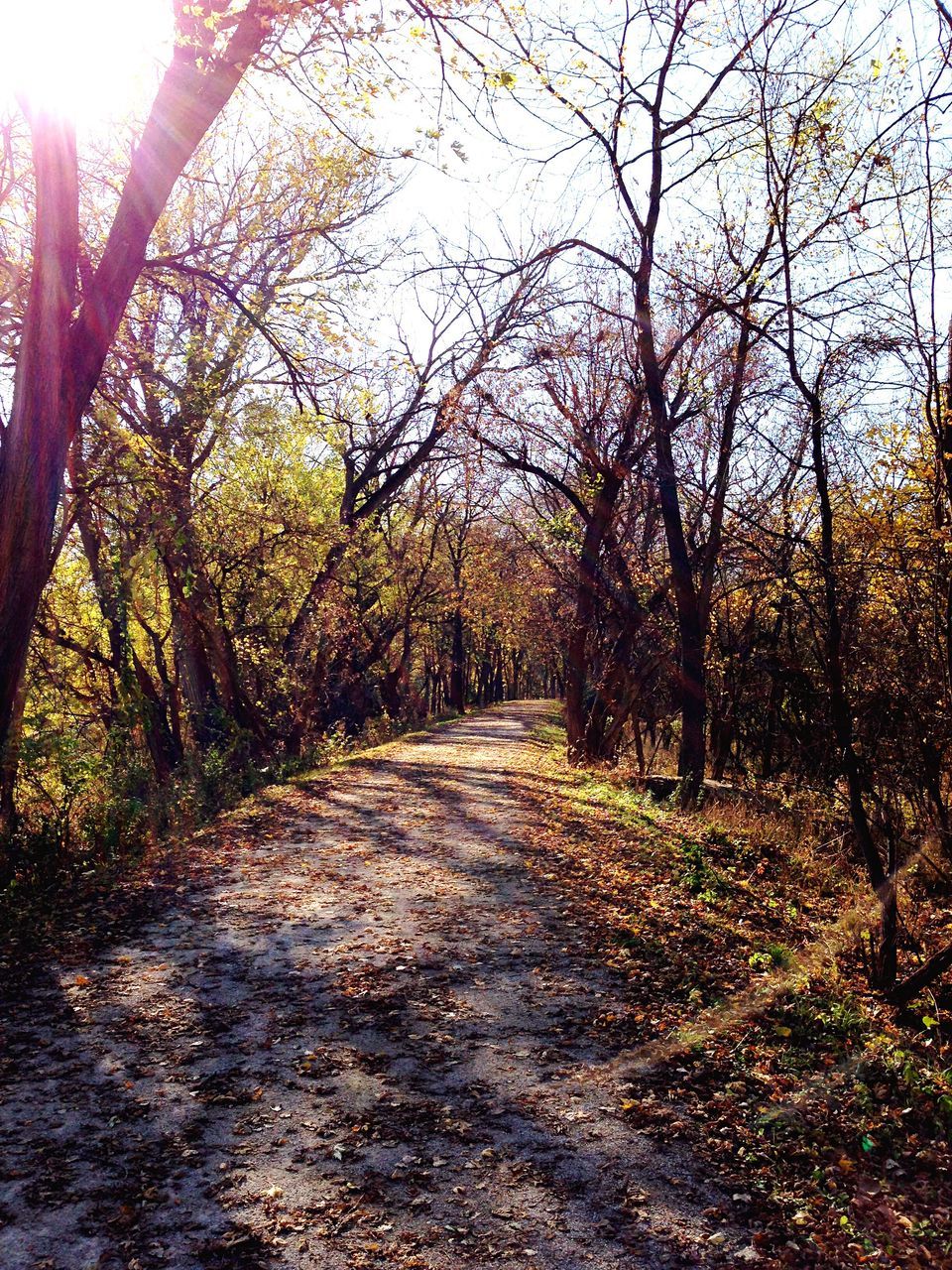 the way forward, tree, diminishing perspective, vanishing point, tranquility, dirt road, treelined, growth, nature, tranquil scene, footpath, branch, transportation, bare tree, road, pathway, beauty in nature, day, narrow, long