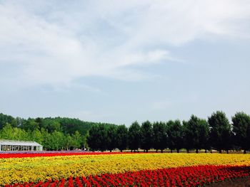 Scenic view of flowering field against sky
