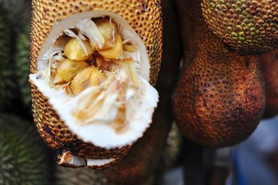 Close-up of jackfruit