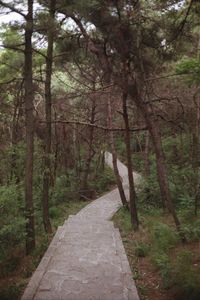 Dirt road amidst trees in forest