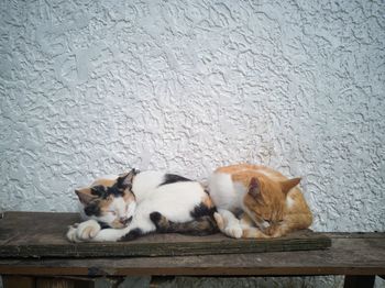 Cat sleeping on wall