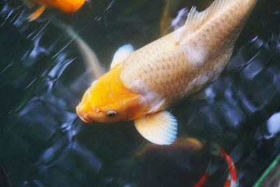 Close-up of fish swimming in aquarium