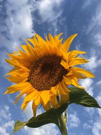 Low angle view of sunflower against sky