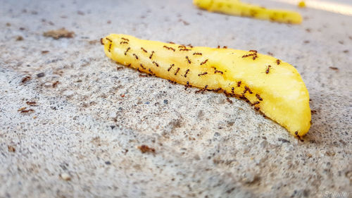 High angle view of yellow leaf on floor