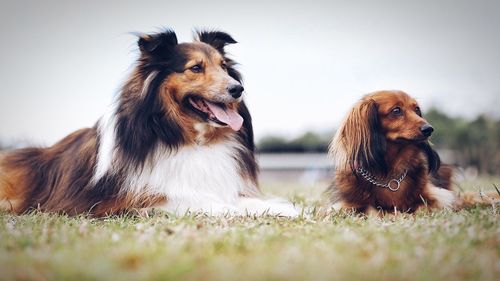 Dogs on field against clear sky