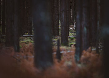 Deer amidst trees in forest