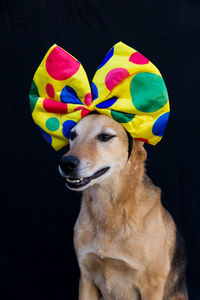 Close-up of dog looking away against black background