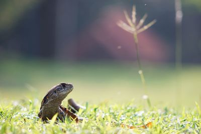 Close-up of an animal on grassy field