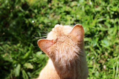 Close-up rear view of the head of a cat looking up