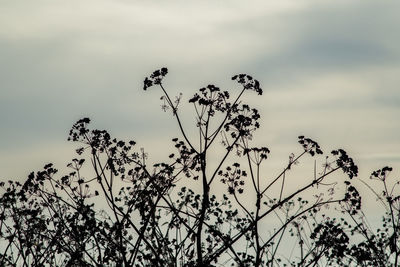 Low angle view of flowering plant against cloudy sky