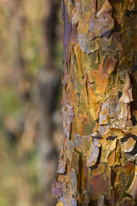 Close-up of tree trunk