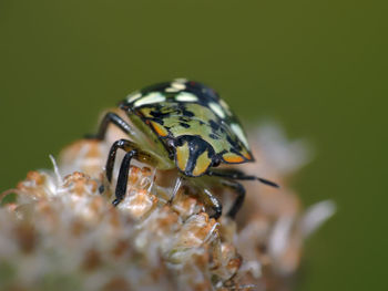 Close-up of insect