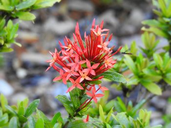 Close-up of red flowering plant