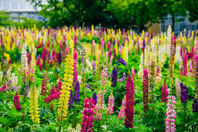 Close-up of fresh purple flowers in garden