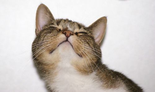Close-up of cat with closed eyes over white background