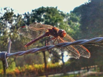 Close-up of insect