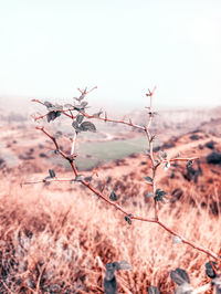 Close-up of dry plant on field against sky