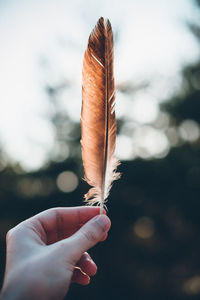 Close-up of hand holding feather