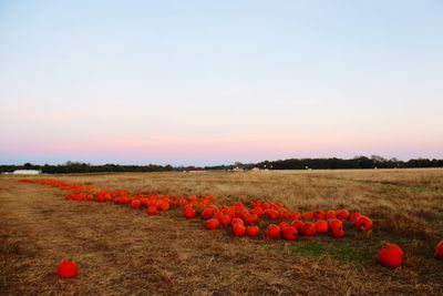 Scenic view of field against clear sky during sunset