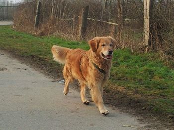 Portrait of dog