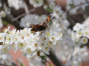 Close-up of butterfly pollinating on flower