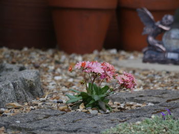 Close-up of pink flower pot