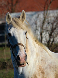 Close-up of a horse