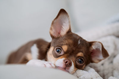 Close-up of dog