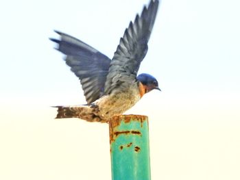 Low angle view of bird flying against clear sky