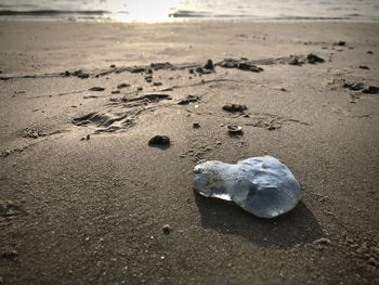 Surface level of shells on shore