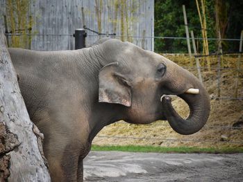 Side view of elephant