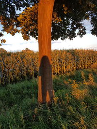 Tree trunk on field against sky