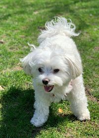 Portrait of white dog on field