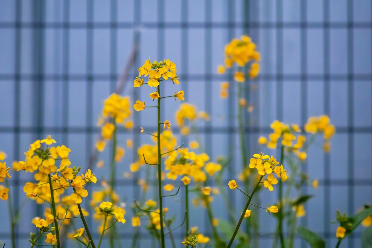 flower, flowering plant, yellow, plant, vulnerability, beauty in nature, fragility, growth, freshness, nature, close-up, day, focus on foreground, no people, selective focus, outdoors, petal, springtime, botany, tranquility, flower head