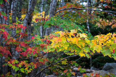 Close-up of yellow autumn leaves on tree