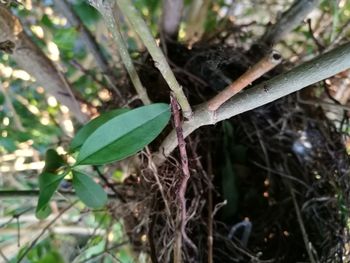 Close-up of lizard on tree