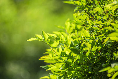 Close-up of leaves against blurred background