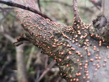 Close-up of lichen growing on tree trunk