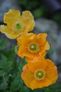 Close-up of yellow marigold blooming outdoors