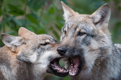 Close-up of wolves screaming